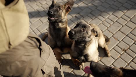 Mischlingsdeutscher-Schäferhund,-3-Hunde,-Die-Auf-Drohungen-Des-Besitzers-Warten