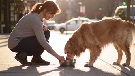a heartwarming moment: a woman interacts with her golden retriever, offering food in a sunlit urban environment, highlighting the bond between pets and their owners