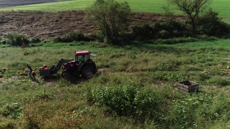 Aerial-dolly-move-to-the-left-of-farmers-collecting-pumpkins-in-a-field-and-putting-them-into-a-bin-on-the-front-of-a-tractor