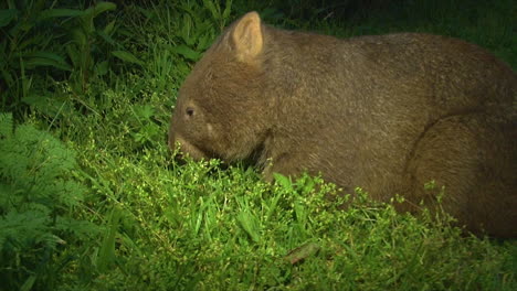 a wombat grazes on grass in australia 5