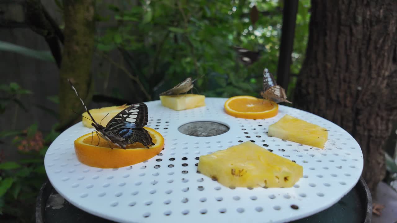 Butterflies feeding on fruit slices on a white tray