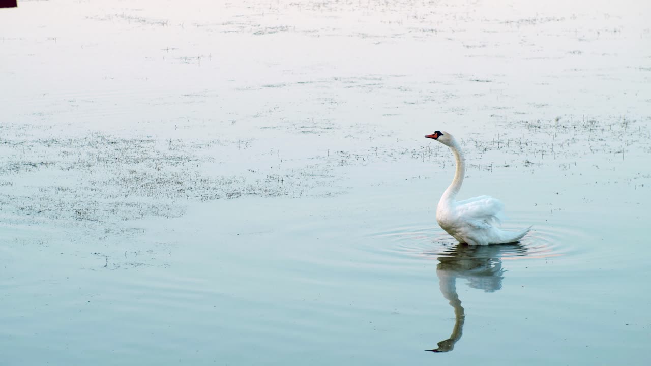 cisne que se extiende en el lago sueco al mediodía