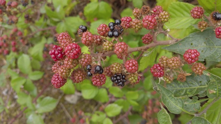 Unripe red fruit growing on a bramble stem