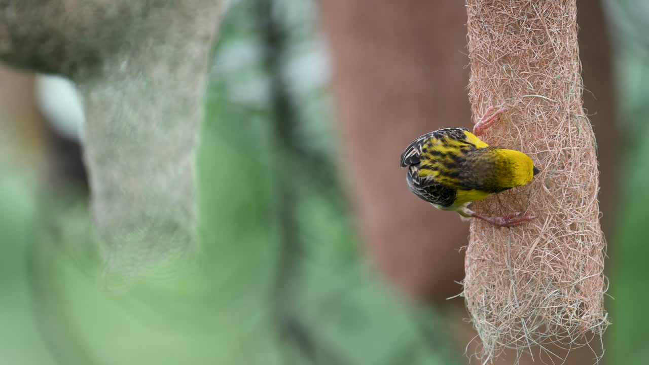 Detailed closeup of baya weaver weaving intricate hanging nest