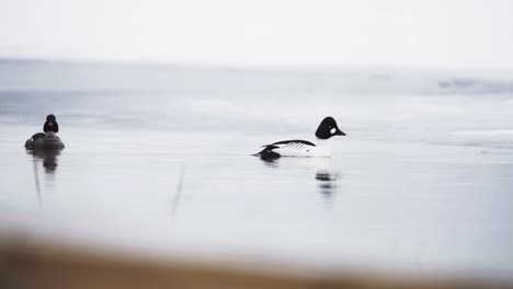 una pareja de patos de ojo dorado comunes nadando sobre un lago transparente durante el invierno