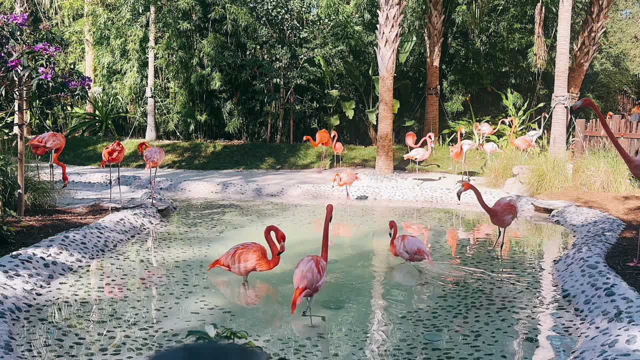 열대 공원 의 연못  에 있는 플라밍고