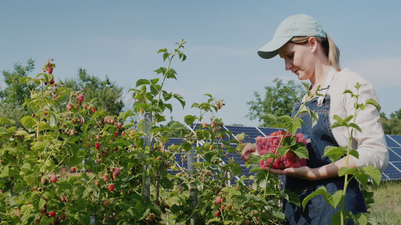 Rear view: Woman farmer harvesting raspberries, home solar power plant in the background