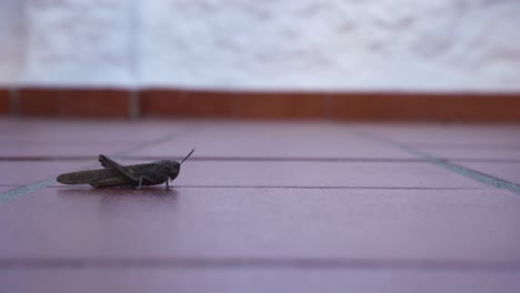 Langosta-Saltamontes-Siendo-Liberada-De-Una-Caja-Roja-Sobre-Baldosas-Naranjas