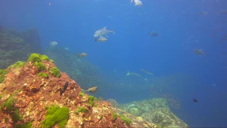 Barracuda-hunting-on-tropical-reef-with-fish-schooling-and-beautiful-colours