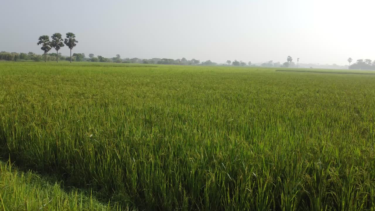 Drone footage of the village's paddy fields