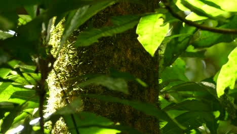 small brown bird climbing up a moss covered tree trunk in a tropical rainforest of costa rica.