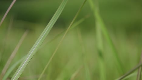 Ein-Mehrjähriges-Gras,-Das-Im-Tropischen-Und-Subtropischen-Asien-Beheimatet-Ist-Und-Auch-In-Mehrere-Länder-Eingeführt-Wurde