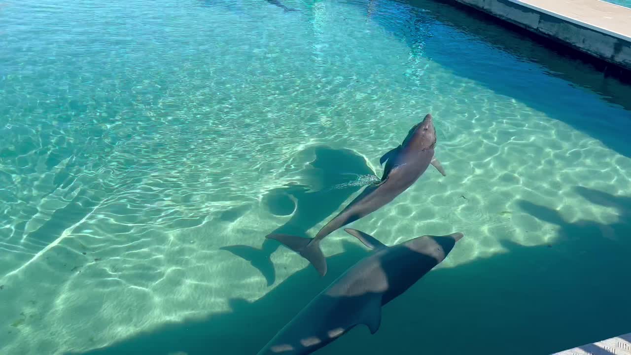 Two dolphins swimming around in a loop to join a third dolphin in a pool