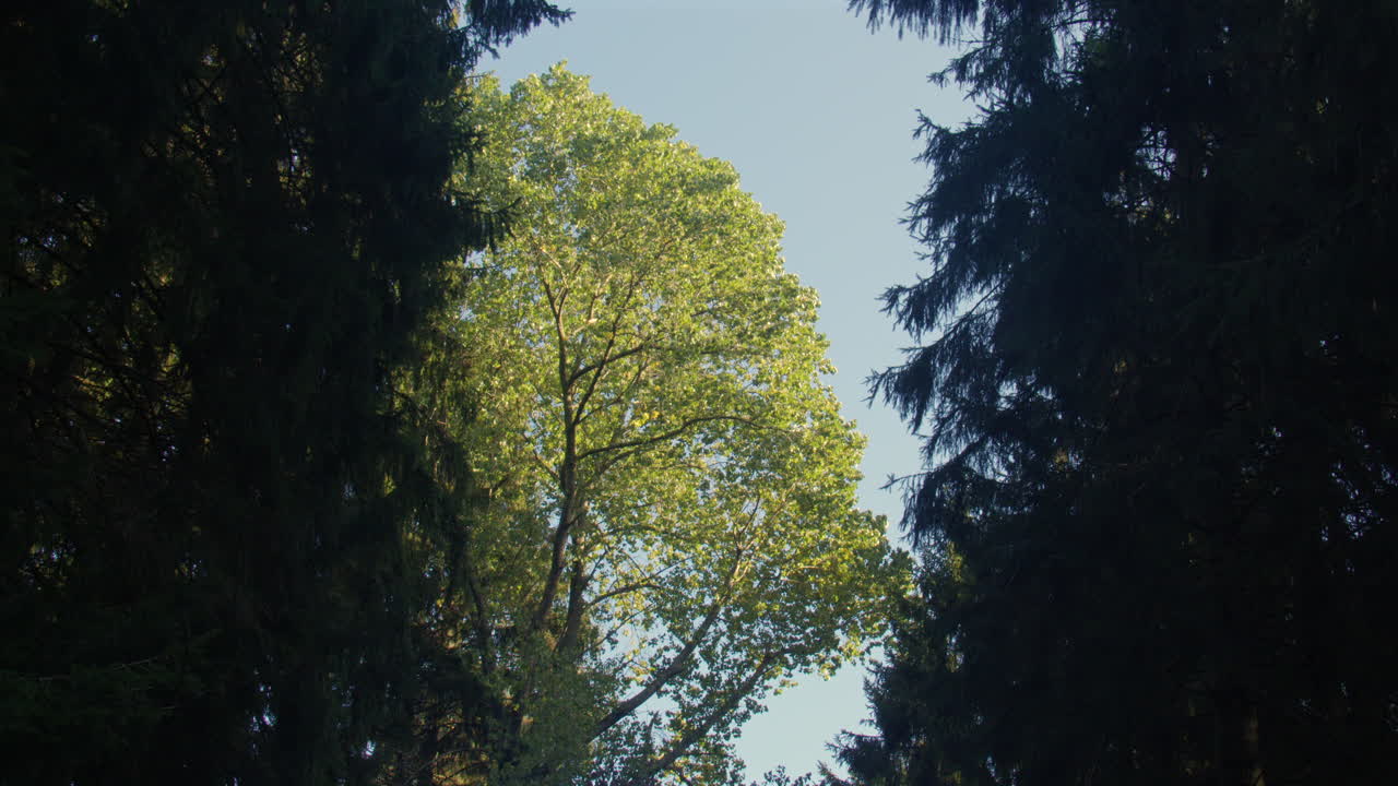 Wide shot of a black popular tree between two large conifer trees at Lyminge wood by Westwood car park