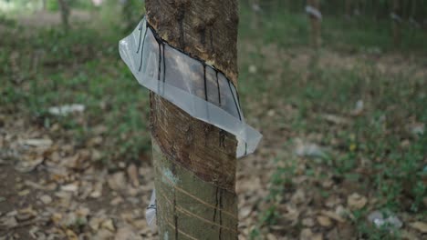rubber tree tapping