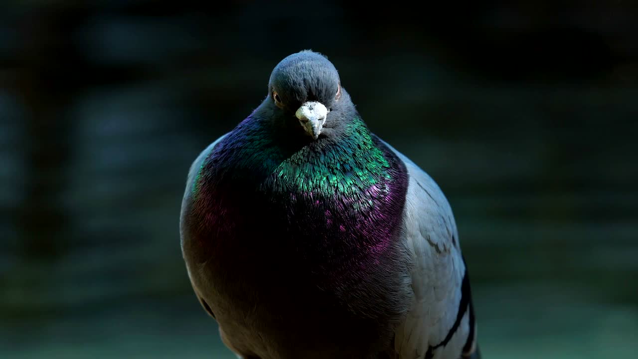 파란색 털을 가진 집 비둘기는 울타리에 앉아 있습니다. 비둘기는 머리를 돌리고 주위를 둘러보고 있습니다.