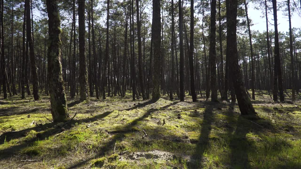 Time-lapse 4K delle ombre dei pini in mezzo alla foresta