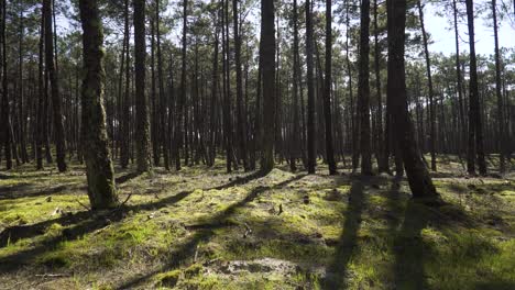 4k time lapse of the pine tree shadows in the middle of the forest