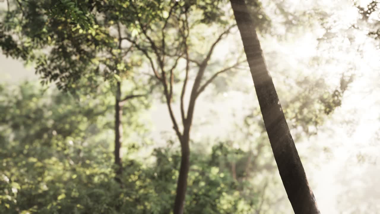 이른 아침 에 안개 가 가득 한 숲