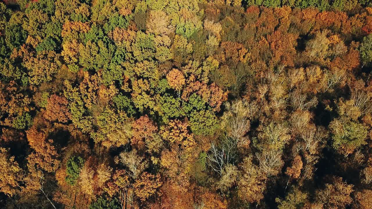 Drone shot aerial forest high angle overfly sunny colorful autumn forest. Autumn color forest in a sunny day. Camera moves top down