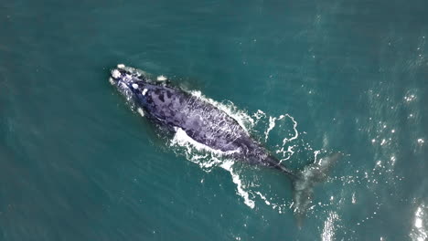 Vista-Aérea-Diagonal-De-La-Tala-Y-Expulsión-De-La-Ballena-Franca-Austral-Atigrada