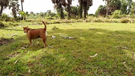 Cute-brown-fat-farm-dog-lying-down-on-the-grassy-ground-to-cool-down-after-his-exercise-walk