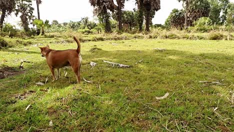un lindo perro de granja de grasa marrón acostado en el suelo cubierto de hierba para refrescarse después de su caminata de ejercicio
