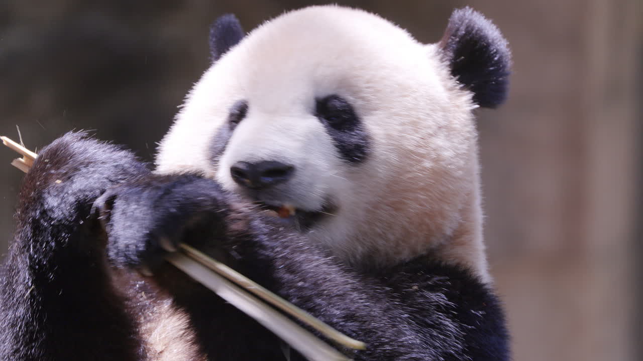 A close up of a panda eating
