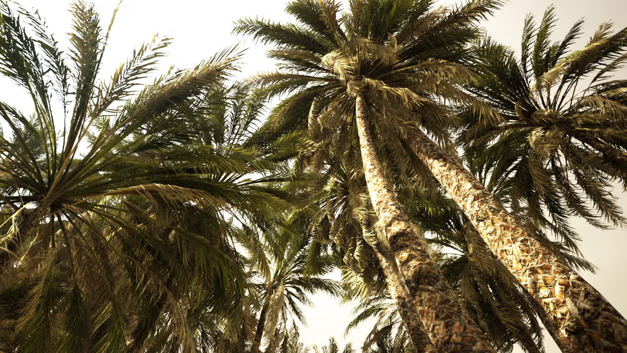 la parte inferior del árbol de coco con cielo despejado y sol brillante