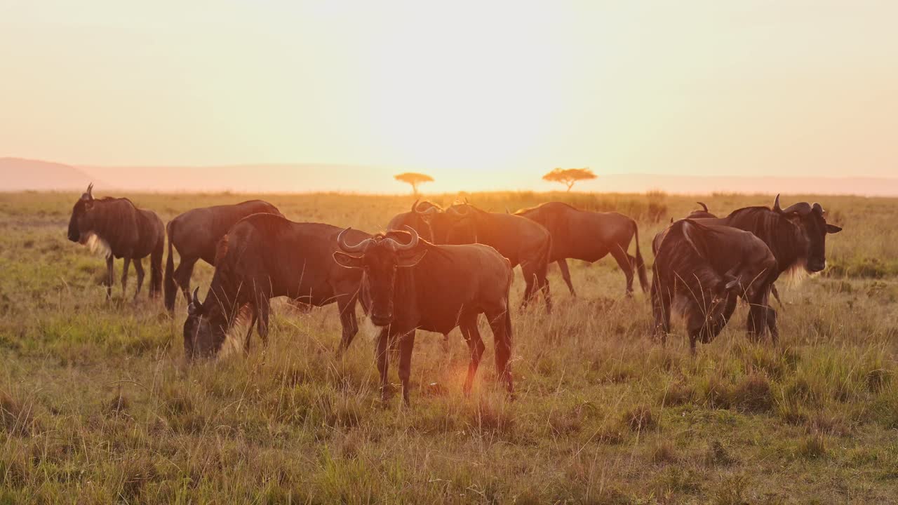 Gnuhjord i Masai Mara under den stora migrationen i Afrika, vandrande på savannen mellan Maasai Mara i Kenya och Serengeti i Tanzania, afrikanska vilda djur vid soluppgången