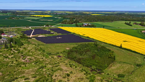 solar farm and yellow rapeseed fields in flat countryside under clear spring skies