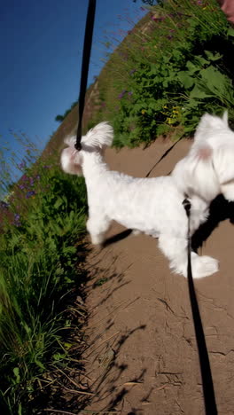 white dog walking on a sunny path