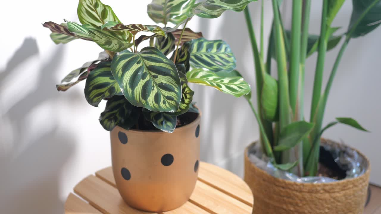 Indoor plants: Calathea and Snake Plant