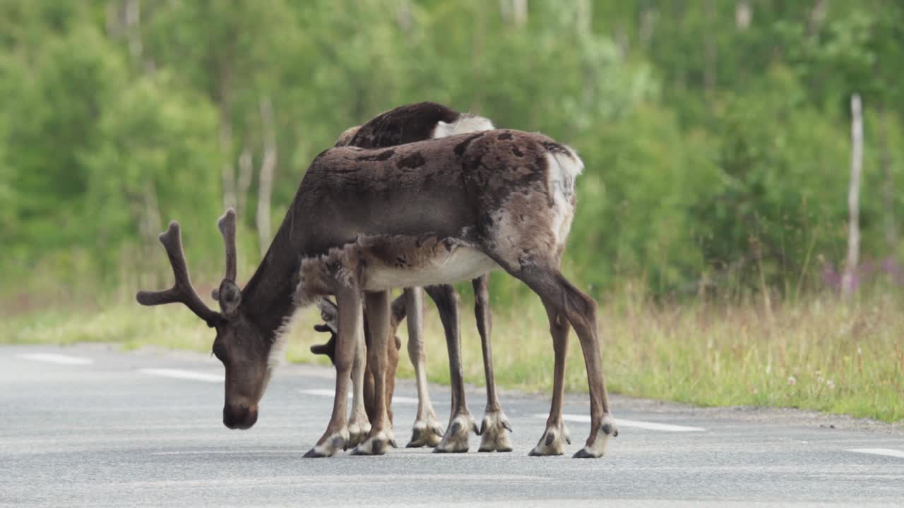 도로 한가운데에 서 있는 산의 사 ⁇ 들