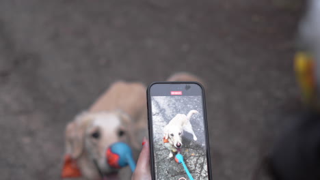 Female-dog-films-herself-with-phone-camera-throwing-a-ball-playing-fetch-with-golden-retriever-dog