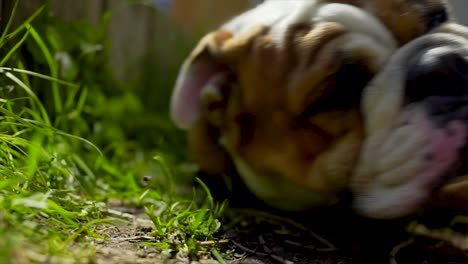 english bulldog closeup portrait, laying down and getting up