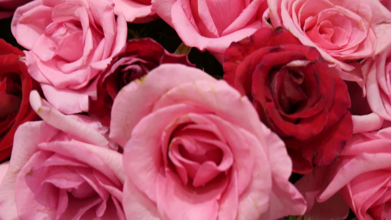 Mazzo di rose per decorazione.