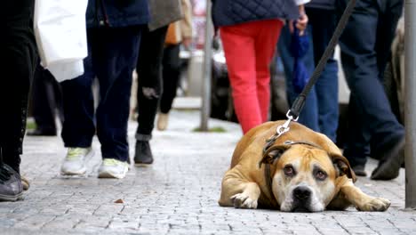 fiel perro desafortunado acostado en la acera y esperando al dueño. las piernas de la multitud de personas indiferentes pasan