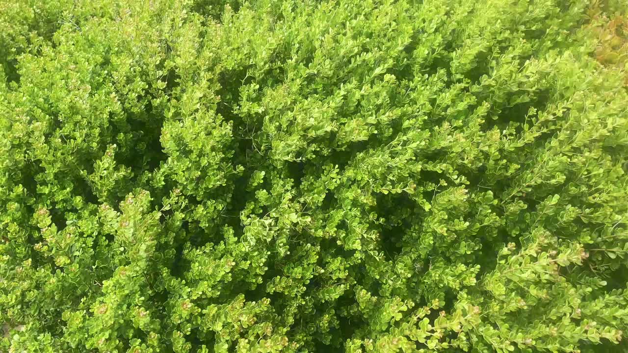 남아프리카 공화국의 모셀베이 (mosselbay) 에서 바람에 떠다니는 케이프 꽃잎.