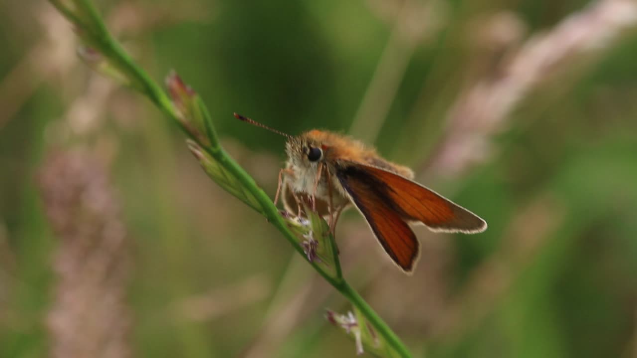 pequeña mariposa capitán, thymelicus sylvestris, posada en un tallo de hierba