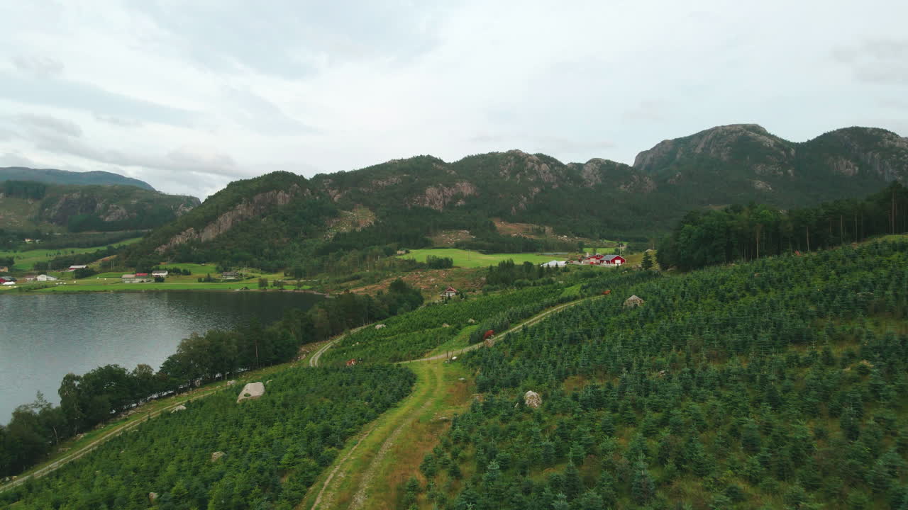 Grantrelund i nedoverbakke med steinete fjellkjeder i bakgrunnen i Norge