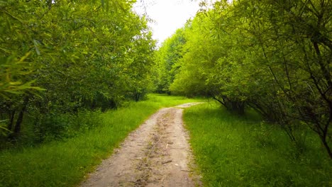 caminando por un camino rural en el bosque, temporada de verano