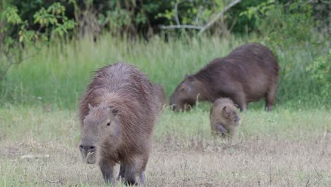 wildlife bird stands on capybara carpincho walking eating grass day