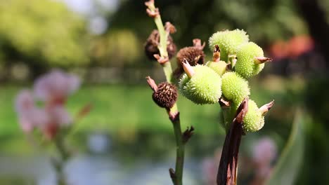 close-up of green seed pods on a plant