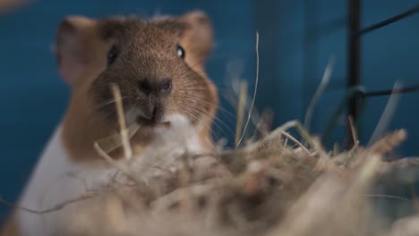 guinea pig feeding on hay with blue background