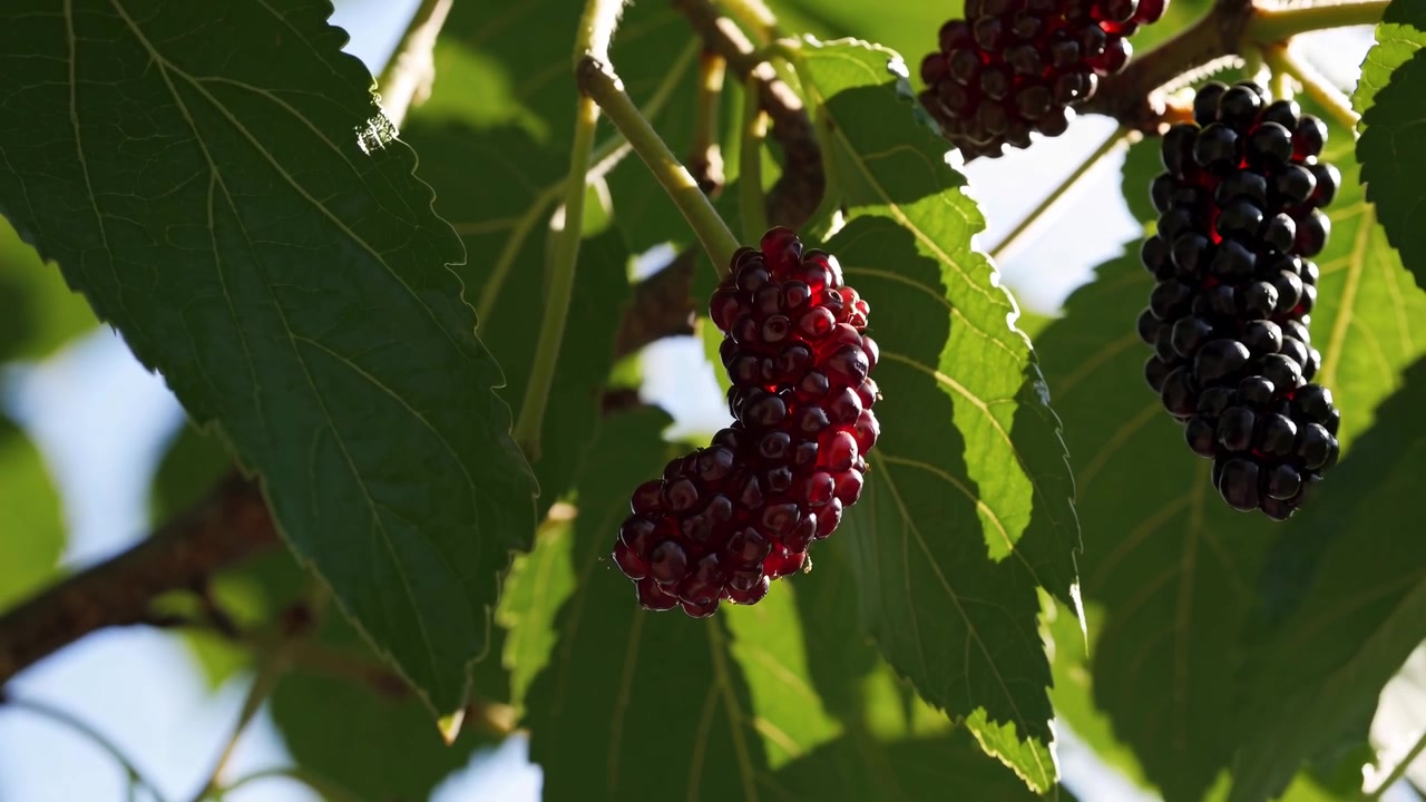 Primo piano di more mature e in maturazione appese a un ramo d'albero