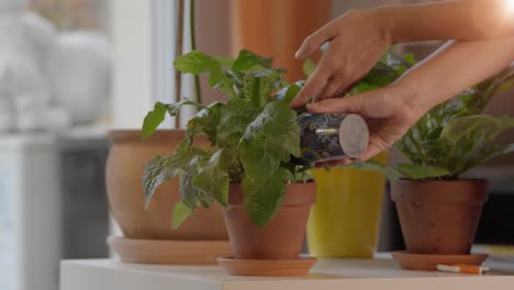 Slow-motion-shot-of-a-hand-prying-back-leaves-to-water-a-plant-to-keep-it-healthy