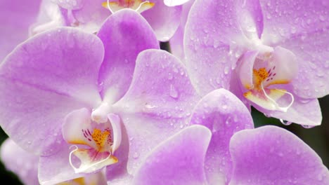 tomas de primer plano de un grupo de orquídeas rosadas mojadas que llenan el marco