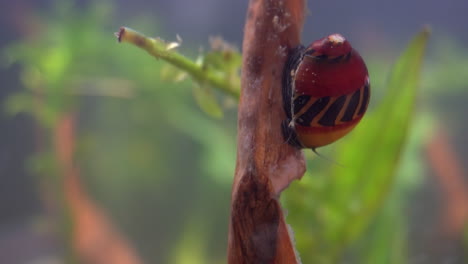 red racer nerite snail  climbs down submerged branch