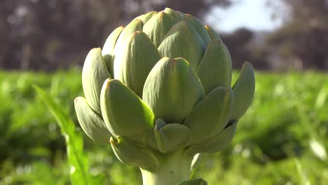 Una-Alcachofa-Fresca-Crece-En-Un-Campo-Agrícola-En-El-Condado-De-Santa-Barbara,-California